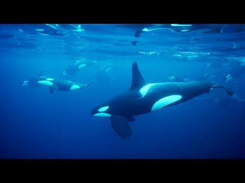 Reflecting On A Life Filming Below The Waves – Blue Planet II Behind The Scenes