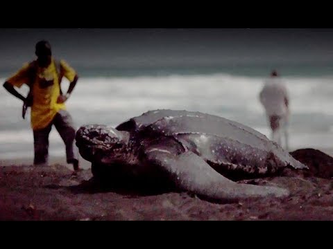 Protecting Leatherbacks By Educating Dominica’s Children – Blue Planet II Behind The Scenes
