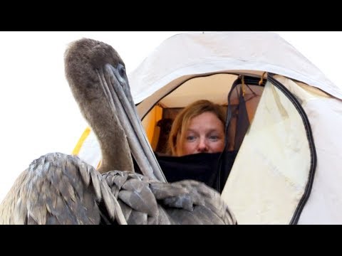 Pelican Invades Director’s Tent On The Galápagos Islands – Blue Planet II Behind The Scenes