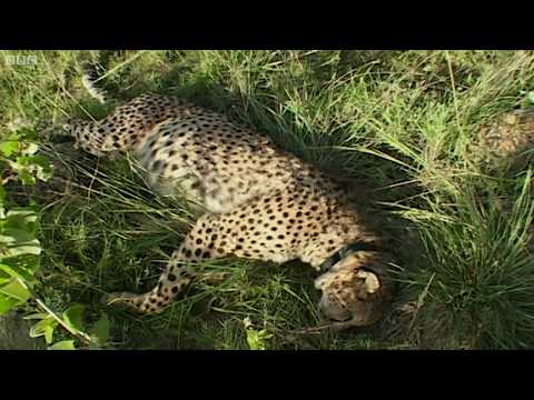 Cheetah brothers attacked by Lion – Natural World: Cheetahs Fast Track To Freedom – BBC Earth