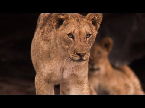 Finding the world’s most unusual Lions – Natural World: Desert Lions – BBC Earth