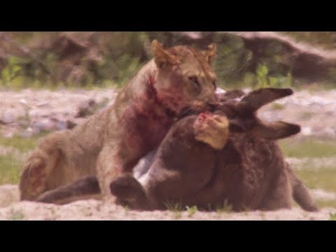 Young Lions kill Donkeys  – Natural World: Desert Lions – BBC Earth