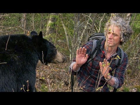 Bear Bite: how not to gain a bear’s trust | BBC Earth