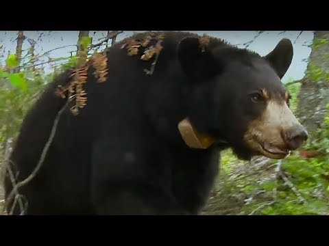 Small bear cub lost in storm | BBC Earth