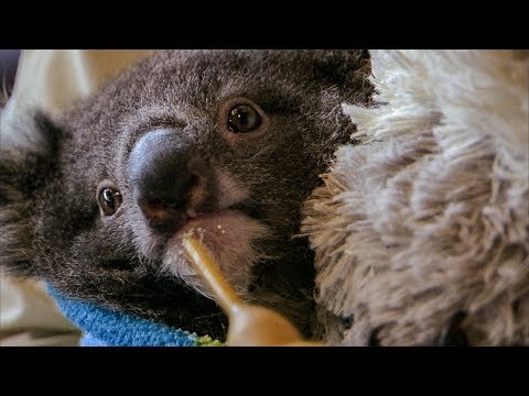 Orphan Koala Plays With Carer | BBC Earth