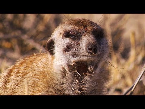 Snake-bitten Meerkat Returns Home | BBC Earth