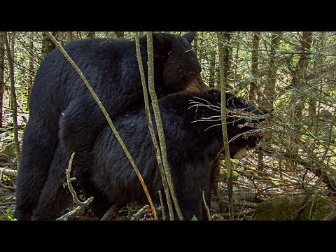 Intimate Black Bear Mating Scene | BBC Earth
