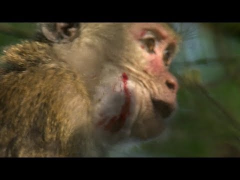 Macaque War: Battlefield | BBC Earth