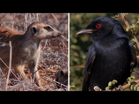 bird tries to steal Meerkat pup’s meal | BBC Earth