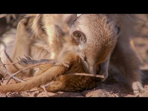 Meerkat Mother Exiles her Daughters for New Upcoming Babies | BBC Earth