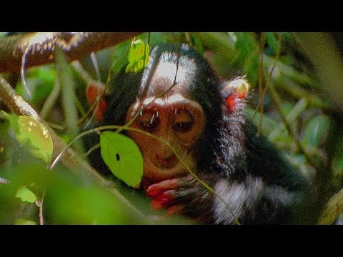 Chimpanzees Hunt for a Colobus Monkey | BBC Earth