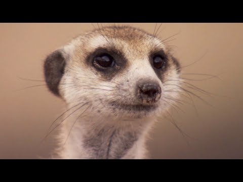 How to Speak Meerkat | BBC Earth