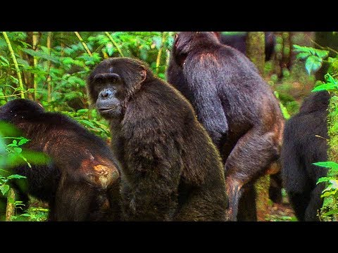Chimpanzees Fight off Rival Community | BBC Earth