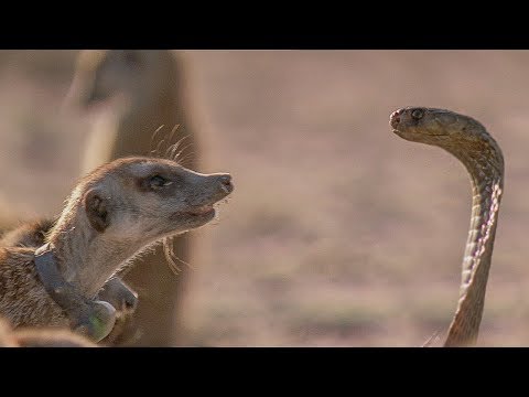 Meerkat Family Faces Off with Cobra | BBC Earth