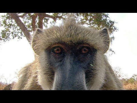 Baboons React to Their Own Reflection | BBC Earth