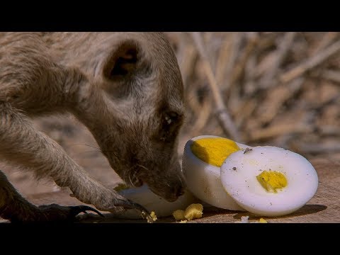 What Is A Meerkat’s Favourite Food? | BBC Earth