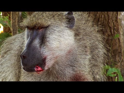 Baboons Fight for Mating Rights | BBC Earth