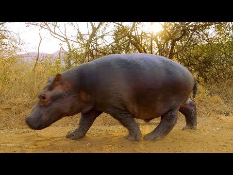 Two Orphan Hippos Are Hand Raised | BBC Earth
