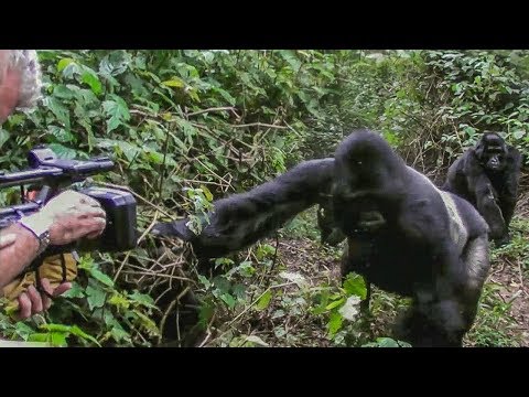 Close Encounter with a Silverback Gorilla and his Family | BBC Earth