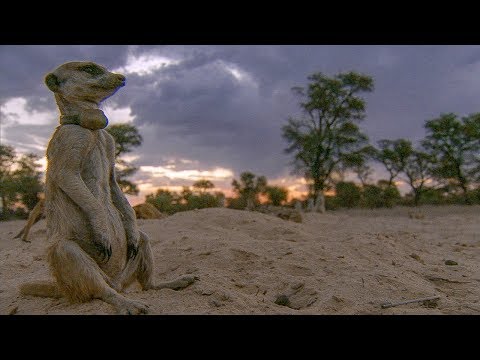 Meerkats are Caught in a Dust Storm | BBC Earth