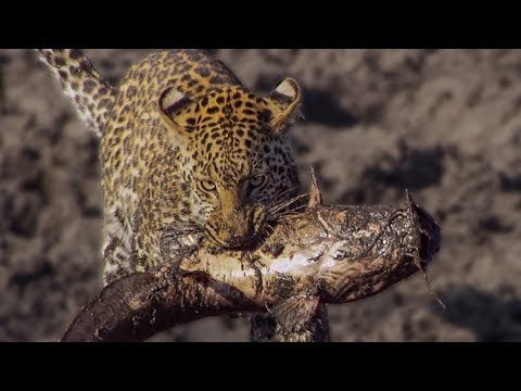 Leopards learn how to Catch Catfish | BBC Earth