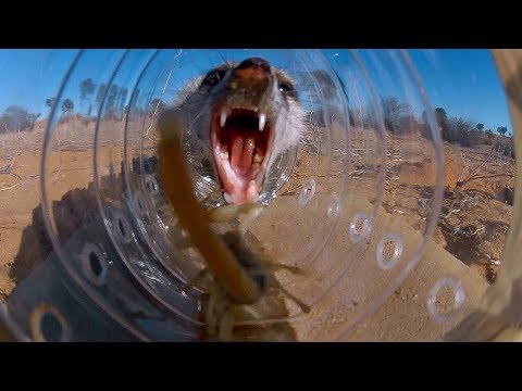 Meerkats can Solve Complex Tasks to Eat Scorpions  | BBC Earth