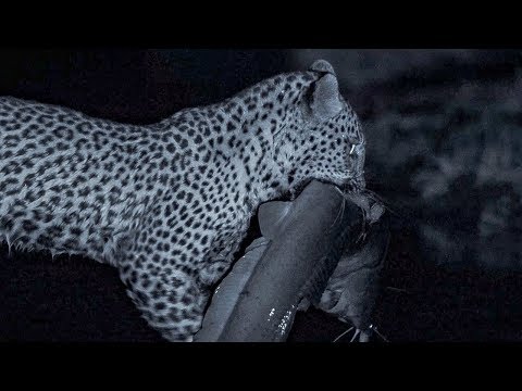 Leopard Family Hunts Catfish at Night  | BBC Earth