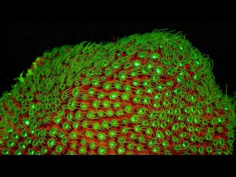 Fluorescent Coral Glows in the Depth of the Ocean | BBC Earth