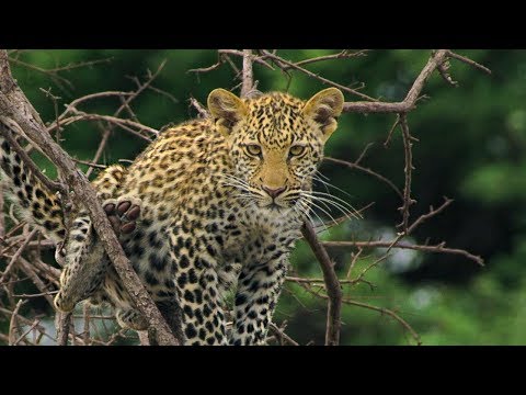 Leopard Mother Rescues Cub from Hyenas | BBC Earth