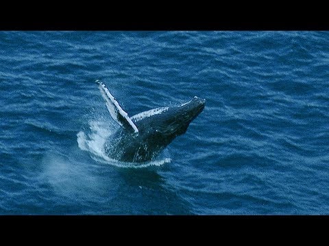 Humpback Whale Mother Fights Off Males to Protect Calf | BBC Earth