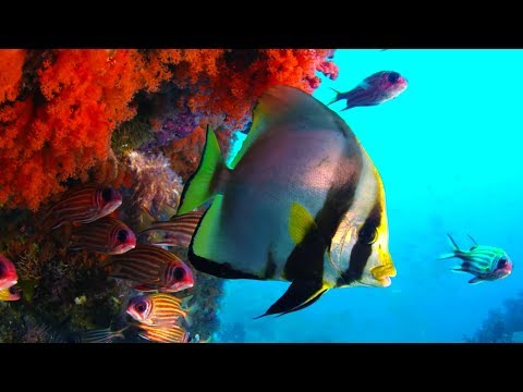 The Coral Reef: 10 Hours of Relaxing Oceanscapes | BBC Earth
