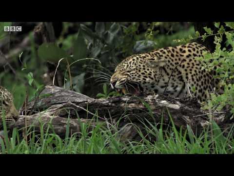 Leopard Mother Fights her own Daughter | BBC Earth