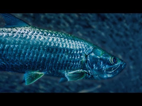 Tarpon Fish Hunting | BBC Earth