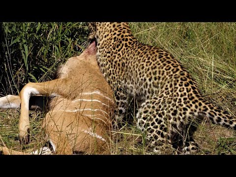 Young Leopard makes first Big Kill | BBC Earth