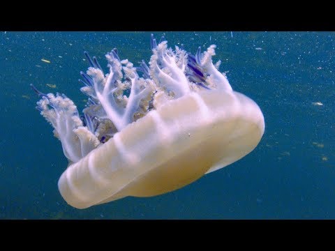 Jellyfish Sunbathing Sessions | BBC Earth