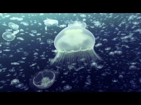 Open Ocean: 10 Hours of Relaxing Oceanscapes | BBC Earth