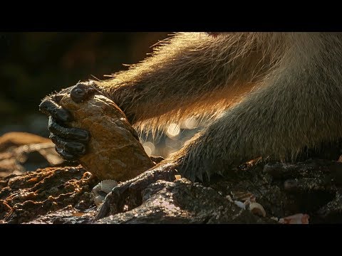 Monkeys Use Tools to Open Shells | BBC Earth