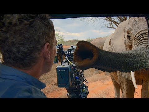 Curious Elephant Invades Car | BBC Earth