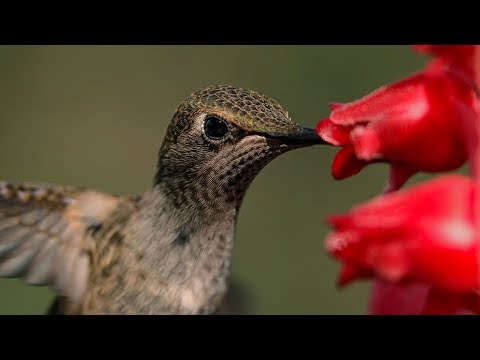 Male Hummingbirds Compete for Flower | BBC Earth