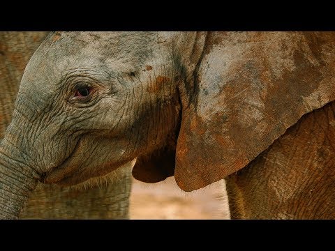 Elephant Herd Celebrates a New Born Calf | BBC Earth