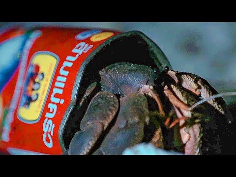 Crafty Hermit Crab Finds a New Home in a Food  Tin | BBC Earth