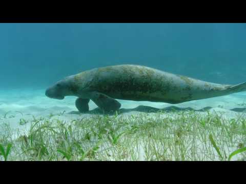 Sea Forests: 10 Hours of Relaxing Oceanscapes | BBC Earth