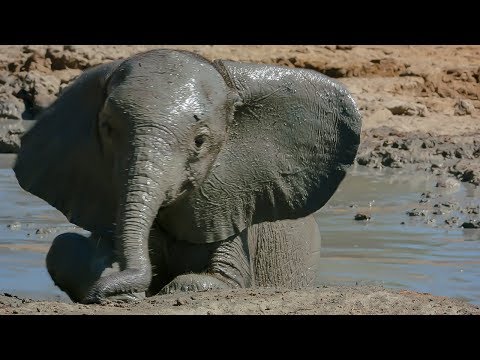 Baby Elephant takes her First Bath | BBC Earth