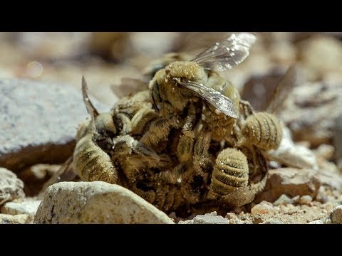 Birds’ Feast on Bee Swarm | BBC Earth