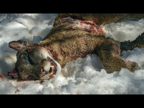 Mountain Lion Mother is Killed | BBC Earth