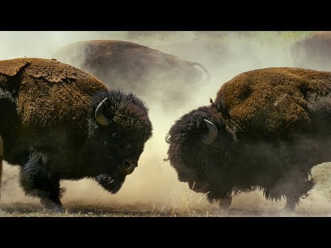 Male Bisons Fight for Harem Rights | BBC Earth