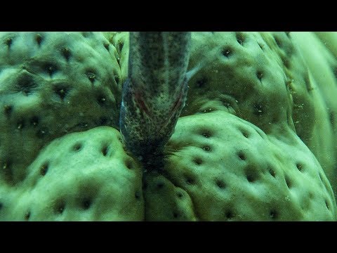Pearlfish’s Gross Hiding Spot… Inside a Sea Cucumber | BBC Earth