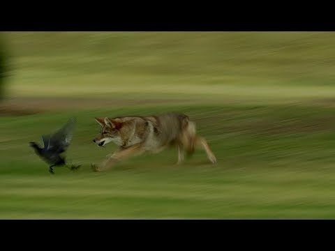Coyote Hunts Birds | BBC Earth