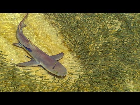 Lemon Sharks Hunt Trevally | BBC Earth