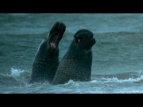 Beachmaster Elephant Seal Fights off Rival Male | BBC Earth